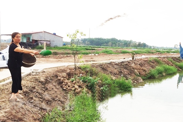 Nông dân Tam Kỳ nuôi cá VietGAP