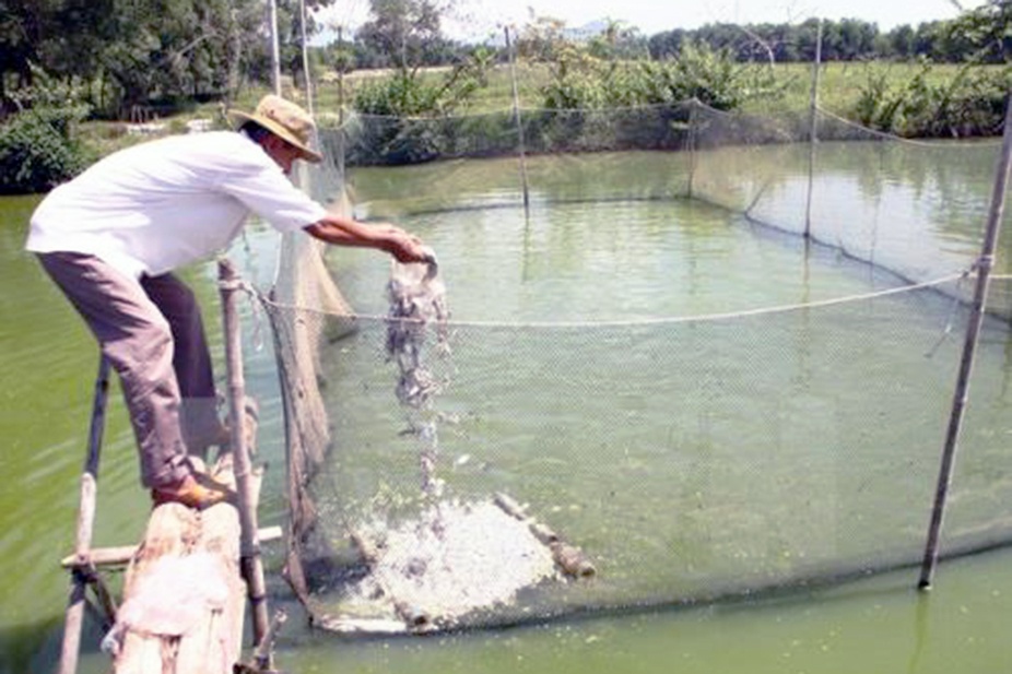 Nuôi cá VietGap khó từ "đầu vào" đến "đầu ra"