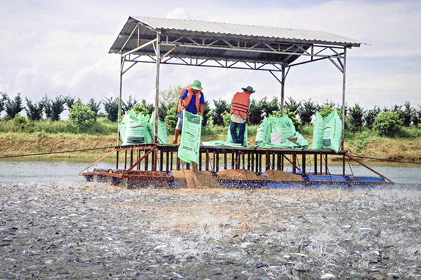 Kiểm soát chặt chẽ diện tích nuôi cá tra tự phát tại các tỉnh