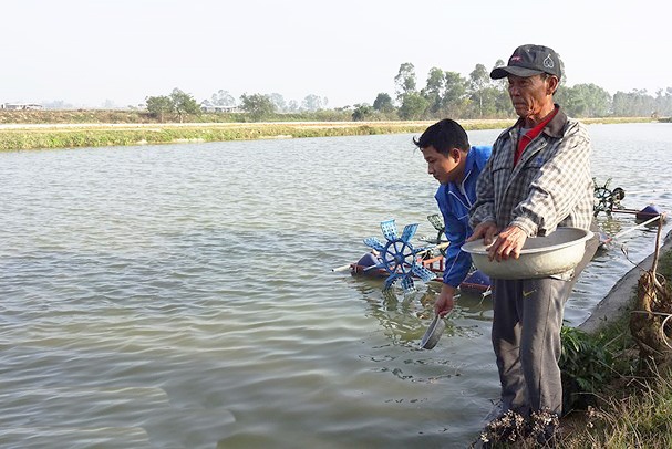 Yên Thành: Nông dân nuôi cá rô phi VietGAP đạt sản lượng 20 tấn/ha