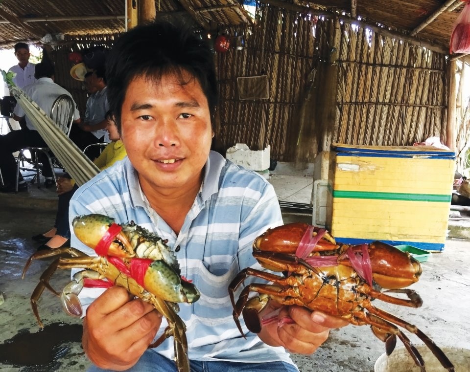 Mô hình nuôi cua 2 giai đoạn cho hiệu quả cao