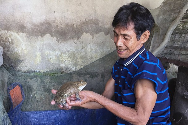 Lão nông thu tiền triệu mỗi ngày từ nuôi ếch giống