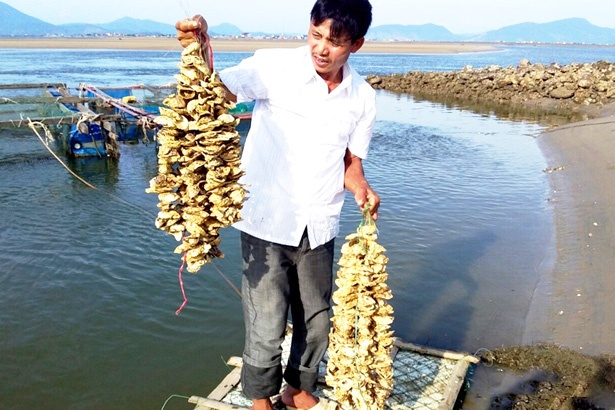 Hỗ trợ gần 30.000 hàu giống cho 5 hộ nuôi Kỳ Ninh