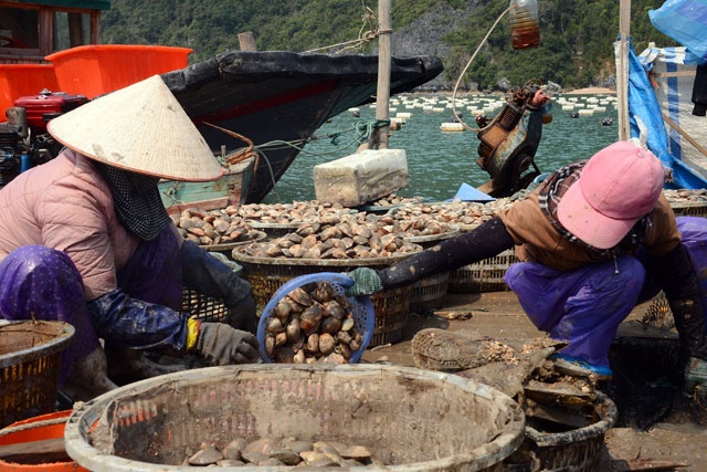 Quảng Ninh: Tích cực xuống giống ngao 2 cùi