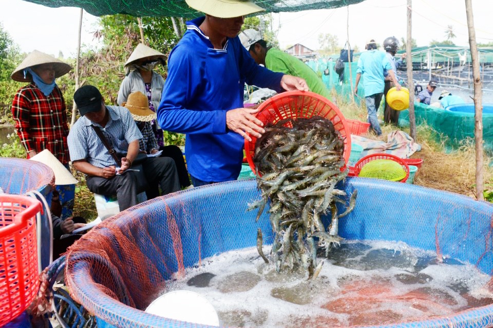 Hợp tác liên kết vùng nuôi tôm hướng đến đạt chứng nhận ASC