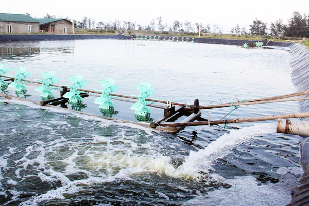 Hà Tĩnh: Bất an vì nuôi gần 3 tháng tôm lớn bằng tép