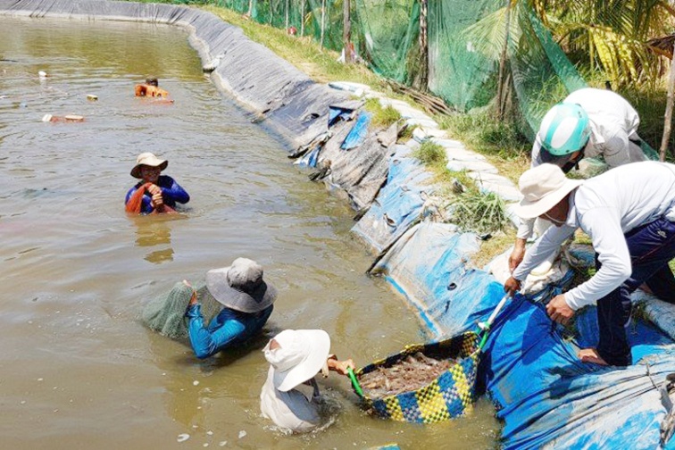 Nuôi tôm biển ngoài vùng quy hoạch, lợi bất cập hại