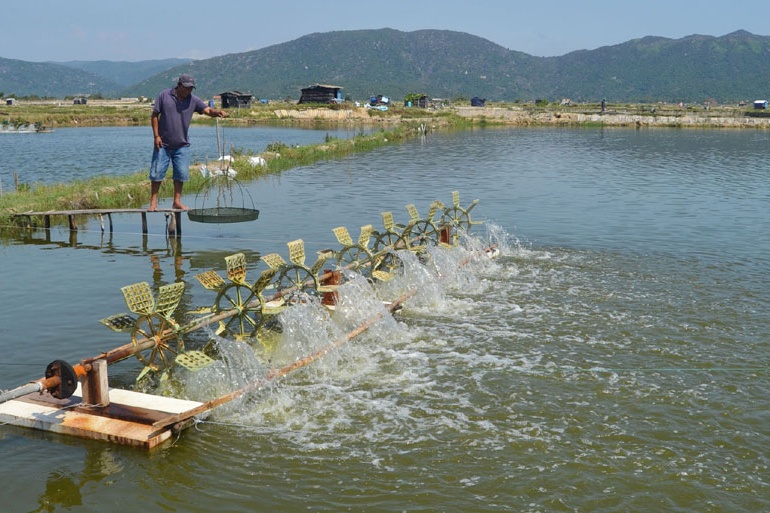 Phú Yên: Cần những giải pháp đồng bộ trong nuôi tôm