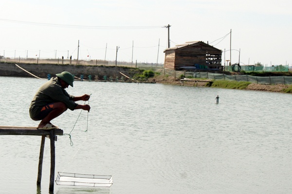 Vui buồn chuyện con tôm