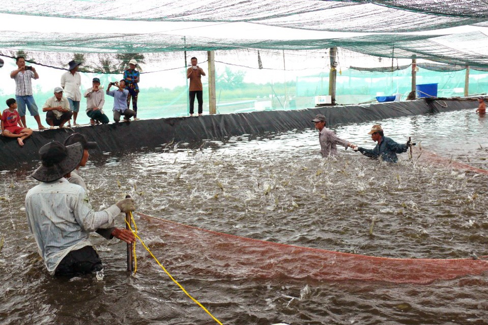 Cần hướng phát triển bền vững cho nuôi tôm siêu thâm canh