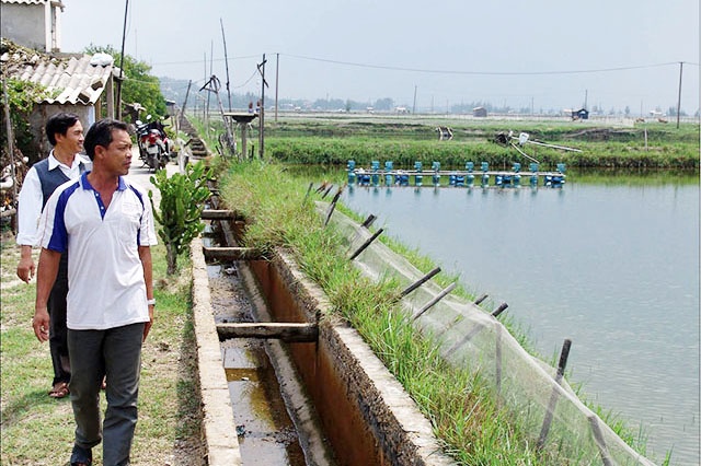 Đừng để hệ lụy từ nuôi tôm chân trắng