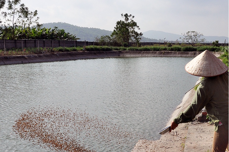 Quảng Ninh: Tăng cường quản lý nuôi tôm thẻ trong vùng nước ngọt