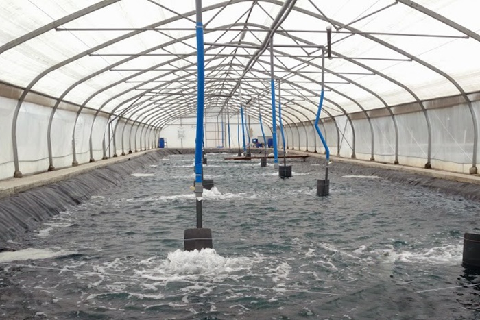 Năng lượng tái tạo giảm chi phí nuôi trồng thủy sản