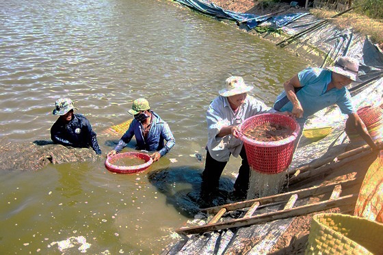 Tìm hướng đi mới cho con tôm