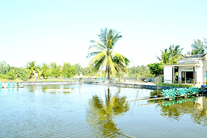 Loay hoay với quy hoạch nuôi tôm