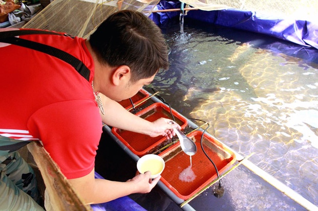 Bắc Giang: sinh sản nhân tạo thành công giống cá Bỗng