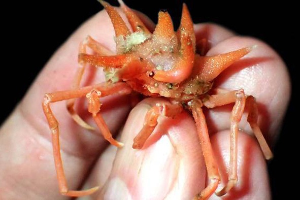 Những sinh vật biển kỳ lạ mới được phát hiện dưới đáy biển Indonesia