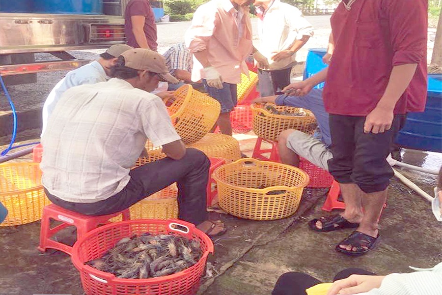 Nông dân nuôi tôm quảng canh phấn khởi vì trúng mùa