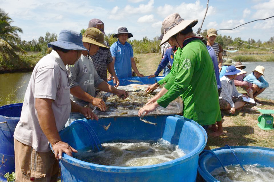 Bất cập giá tôm nguyên liệu