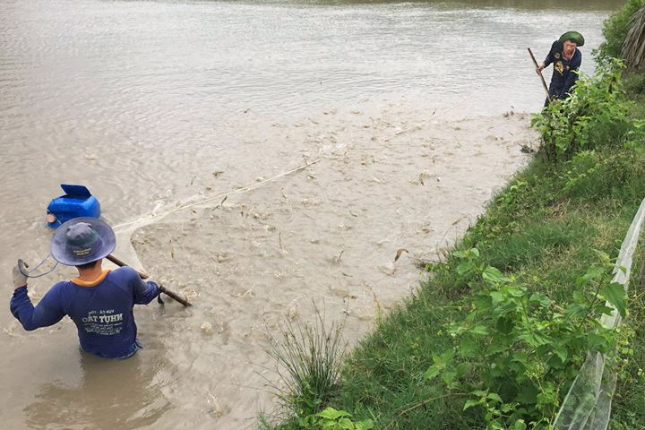 Bạc Liêu: Người nuôi tôm thẻ lỗ nặng vì giá tôm giảm mạnh