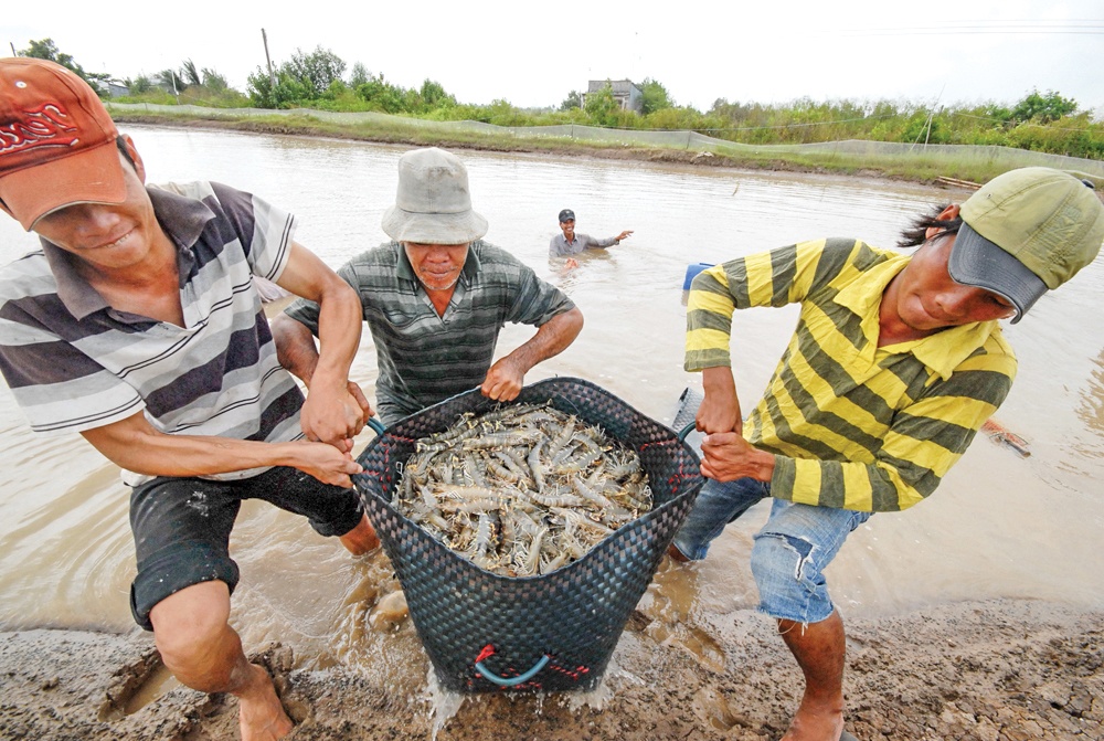 Đầy nỗi lo đầu vụ