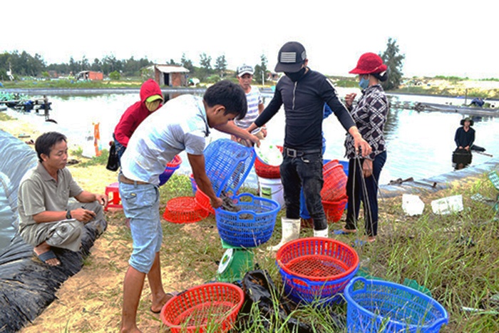Quảng Nam: Thua lỗ vụ 1 nuôi tôm nước lợ