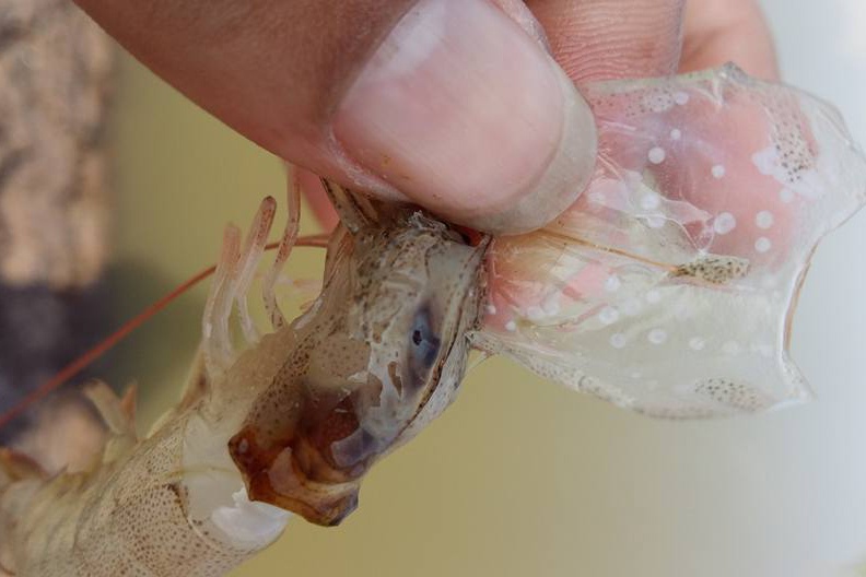 Tỉ lệ giáp xác nhiễm bệnh đốm trắng trên các kênh rạch giảm