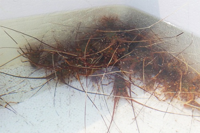Giống tôm hùm ngoại tràn lan…tiềm ẩn nguy cơ dịch bệnh