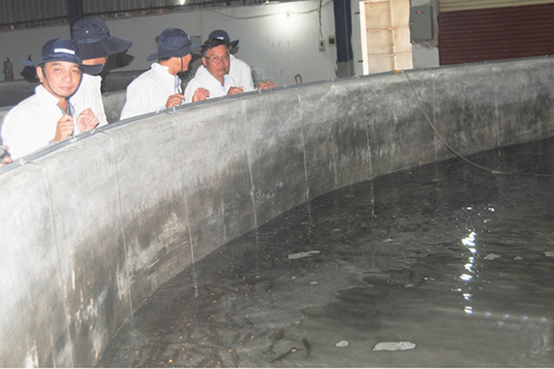 Đẩy mạnh sản xuất tôm giống ứng dụng công nghệ cao