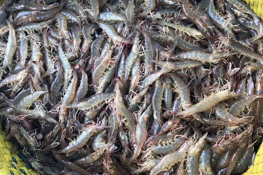 Giá tôm thế giới giảm mạnh