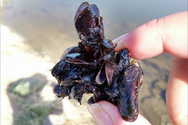 Kiếm tiền triệu mỗi ngày từ “vẹm đen”