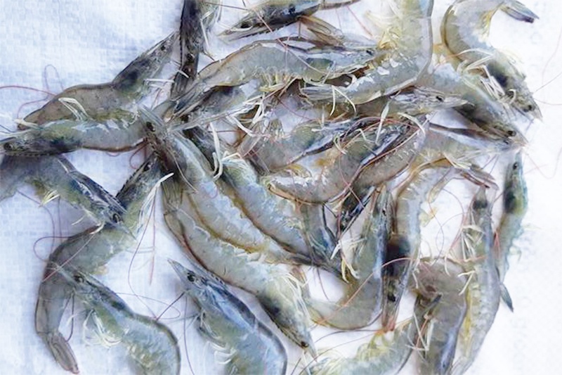 Mỹ kiến nghị áp thuế bổ sung đối thủy sản Trung Quốc