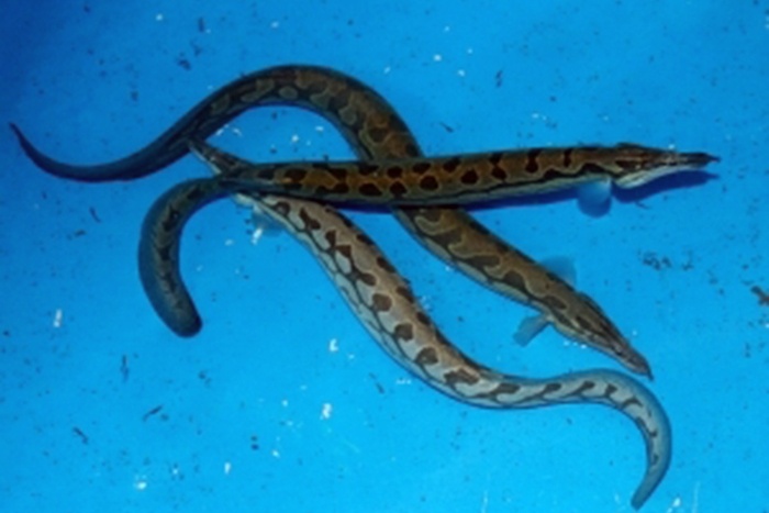 Cải tiến phương pháp sinh sản cá chạch lấu