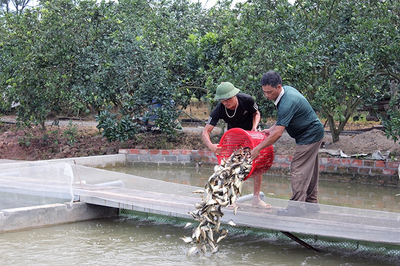 Hà Nội: Cấp cá giống cá chép cho mô hình sông trong ao