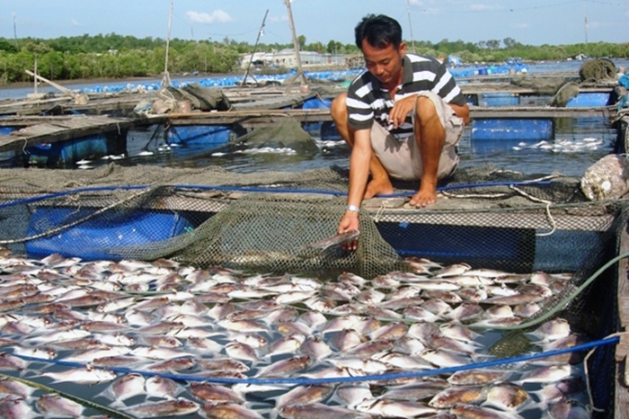 Bà Rịa-Vũng Tàu giảm 50% mật độ nuôi trồng thủy sản
