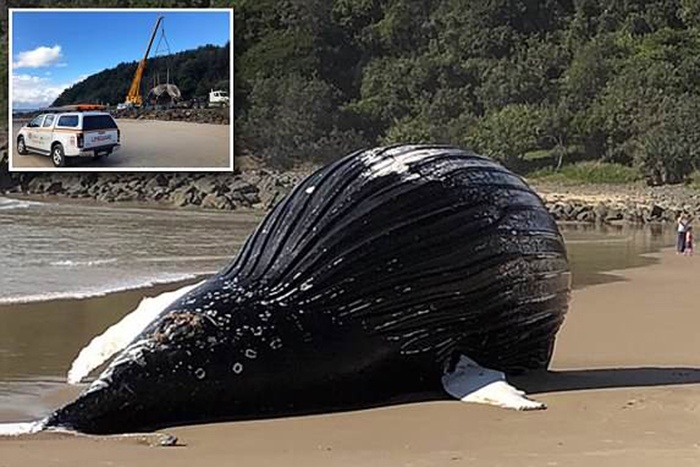 Di chuyển khẩn cấp xác cá voi 18 tấn có nguy cơ phát nổ