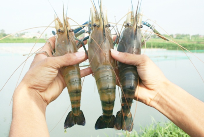 Chọn giống tôm càng xanh tăng trưởng nhanh