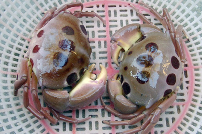 Cua mặt trăng đắt khách ở Sài Gòn