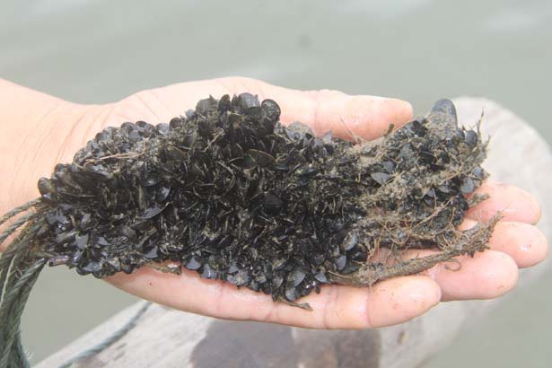 Làm giàn treo nuôi vẹm xanh đơn giản mà hiệu quả