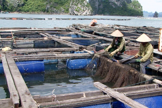 Cẩm Phả:  Không còn quỹ mặt nước để đáp ứng nhu cầu nuôi thủy sản
