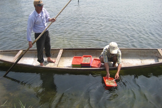 Nuôi chung "sú, đối, cua, kình" mô hình thủy sản bền vững