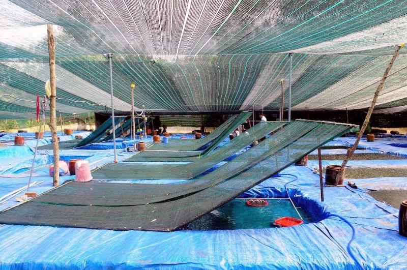 Mô hình thực hành quản lý tốt trong sản xuất cá cảnh