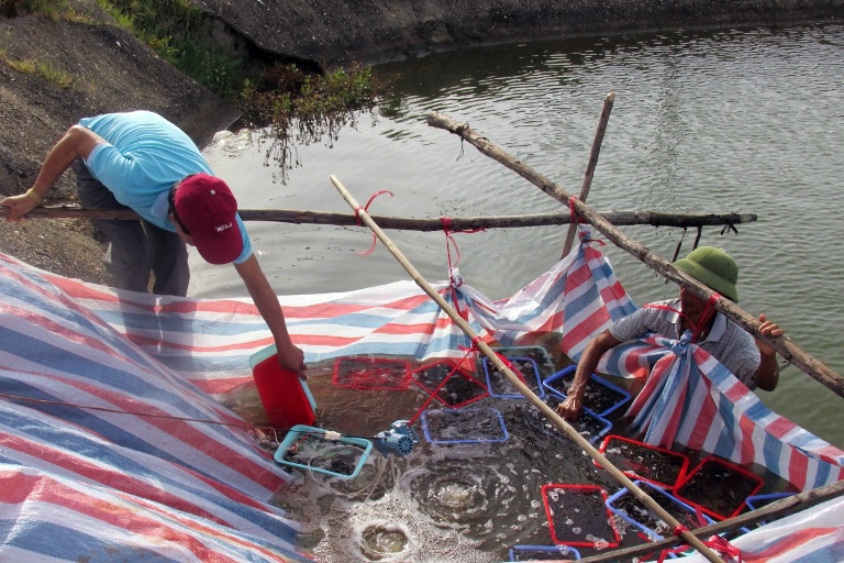 Nuôi cá bống bớp trong ao đất vỗ bờ xi măng