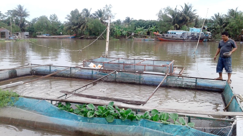 Phú Túc: Nông dân nuôi cá điêu hồng lồng bè đạt hiệu quả cao