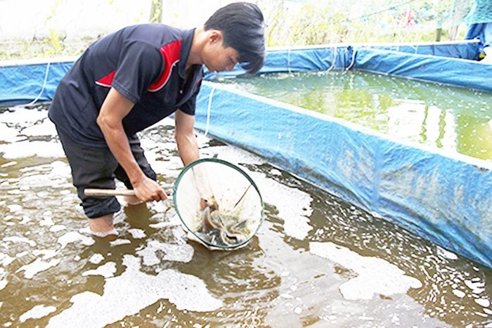 Làm giàu bằng nghề nuôi cá giống