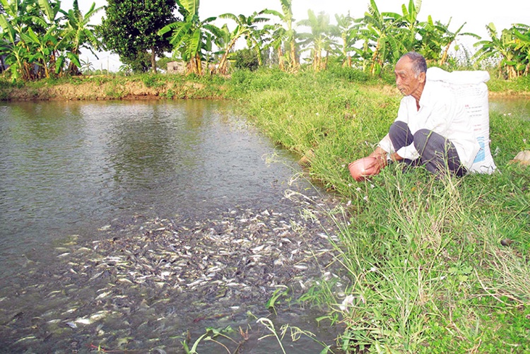 Giá cá tra nguyên liệu tại Cần Thơ giảm mạnh