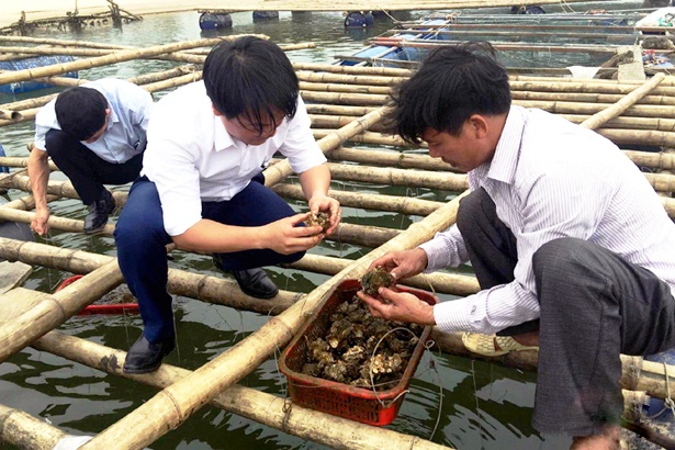 Triển vọng sản xuất giống hàu