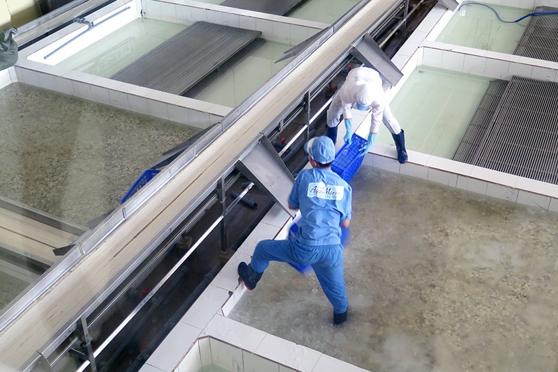 Doanh nghiệp cần nguồn nguyên liệu nghêu ổn định