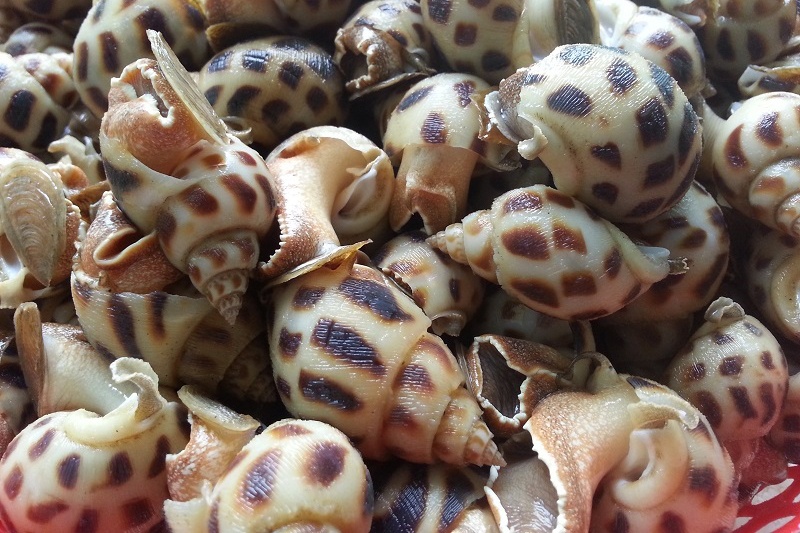 Người nuôi ốc hương Phú Yên trắng tay