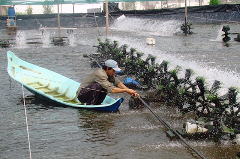 Áp dụng công nghệ cao vào nuôi tôm siêu thâm canh